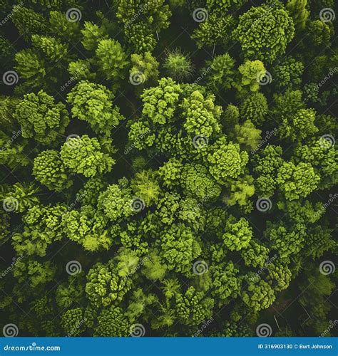 Enchanting Aerial View Of Dense Green Forest Stock Photo Image Of