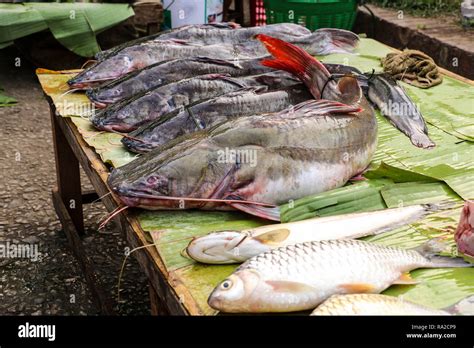 Freshly Caught Catfish On Banana Leaf In A Fish Market Luang Prabang