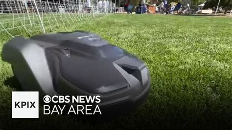 Sheep Vs Robot Grass Mowing Competition Held At Athertons Earth Day