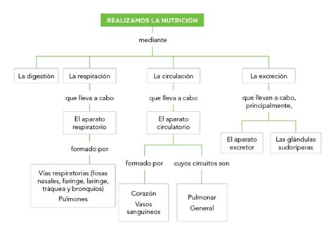 Esquema De Nutrici N Fotos Gu A