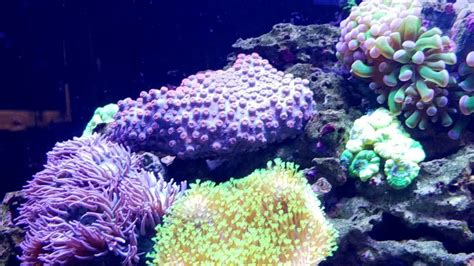 150 Gallon Mixed Reef 10 Month Update Youtube