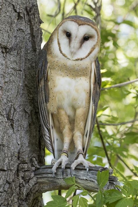 Barn Owl Perched On Tree Branch Stock Image Image Of Wildlife Avian