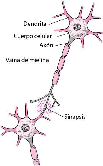 Nervios Enfermedades Cerebrales Medulares Y Nerviosas Manual Msd