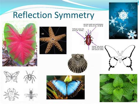 PPT - Symmetry in Nature PowerPoint Presentation, free download - ID ...