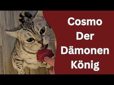 Diese Katze beschwört Dämonen nachts und bekommt rohes Rindfleisch