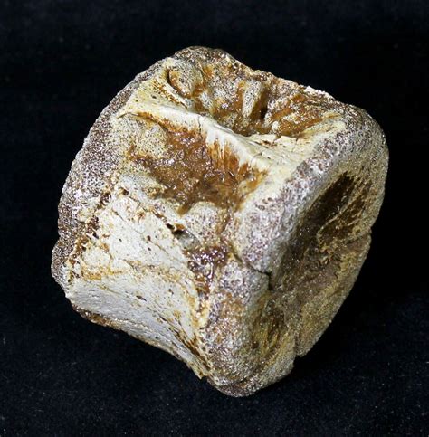 Bargain 1.6" Hadrosaur (Duck-Billed Dinosaur) Vertebra (#19039) For ...