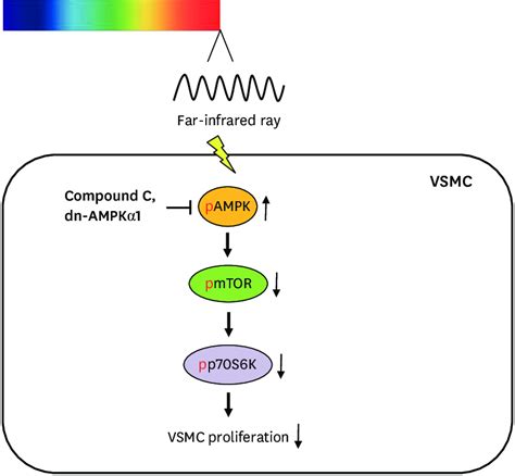 A Schematic Illustration Of FIR Irradiation Inhibited VSMC