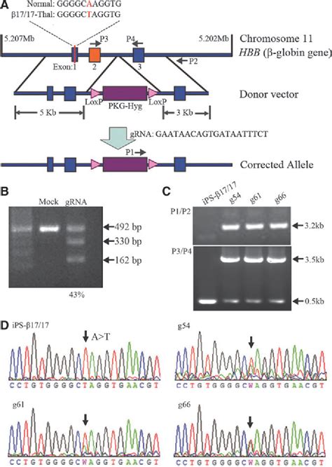 Figure 1 From Improved Hematopoietic Differentiation Efficiency Of Gene Corrected Beta