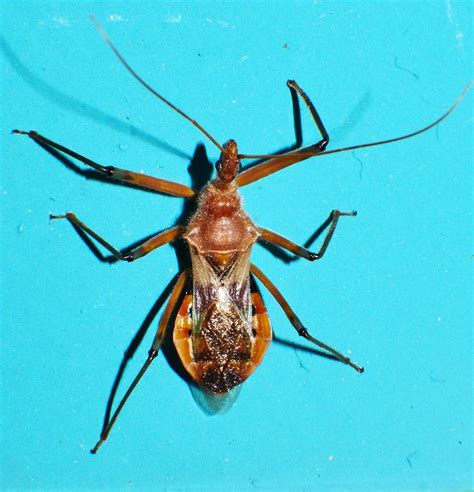 Whitsunday Black Spotted Orange Assassin Bug Gminatus Sp R Flickr