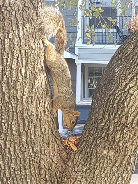 Spider Squirrel Spider Squirrel Etc Rsquirrels