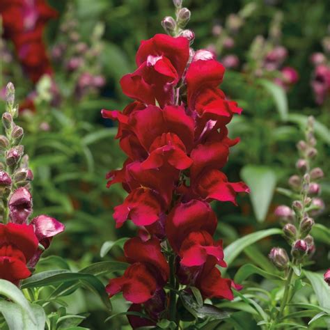 Antirrhinum Majus Snapshot Red Snapdragon Garden Center Marketing