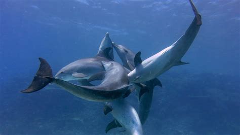 Dolphins From Hurghada Mating Season Youtube