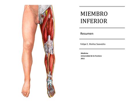 Miologia De Miembro Inferior Miembro Inferior Resumen Felipe E Mu Oz