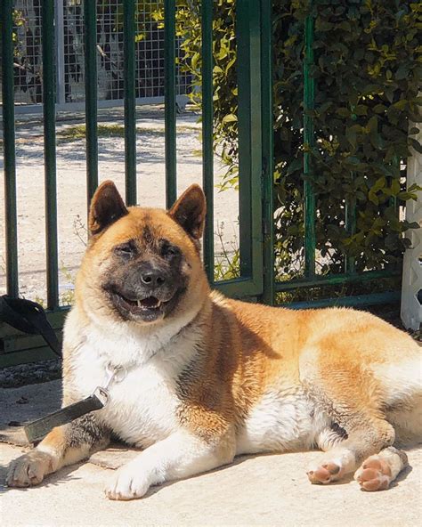 Фото американской акиты (151 фотографий)