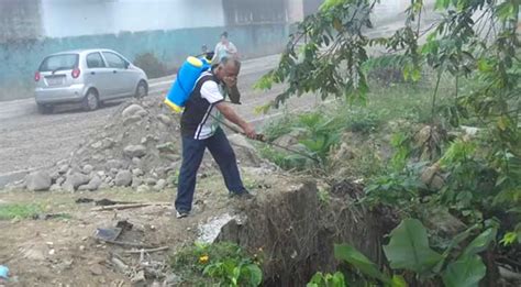 Aumento de casos de dengue por proliferación de moscos Diario La Hora