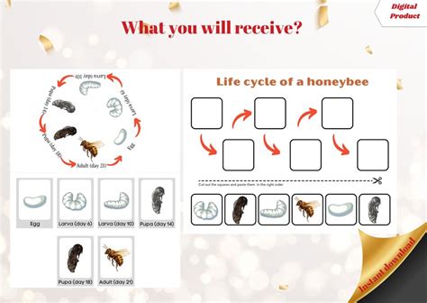 Honeybee Life Cycle Poster And Activity Game Busy Book Activity