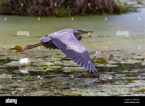 blue heron flying  res stock photography  images alamy