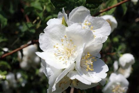 18 Beautiful Mock Orange Varieties (Philadelphus) - Petal Republic