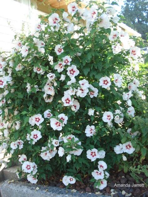 Rose Of Sharon The Garden Websitecom