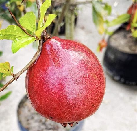 Australian Anar Plant Buy Online – Best Retail & Wholsale Plant Nursery in West Bengal