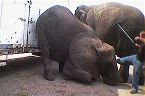 Beaten and kicked in the face – shocking reality of animals in US circuses - Stop Circus Suffering