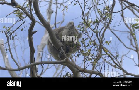 Koala eat leaf Stock Videos & Footage - HD and 4K Video Clips - Alamy