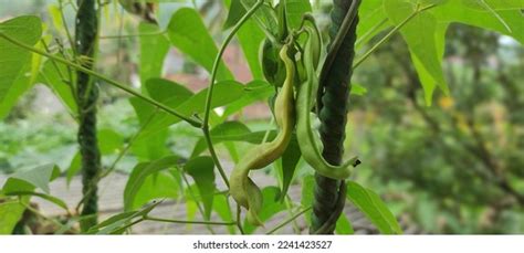 4055 Butter Bean Plant Images Stock Photos And Vectors Shutterstock