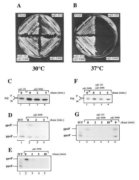 Effect Of Farnesylation Of Ydjlp On Import Of Fd Into Mitochondria And