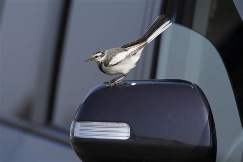 Canon Bird Branch Project Biodiversity Initiatives Bird Photo Guide