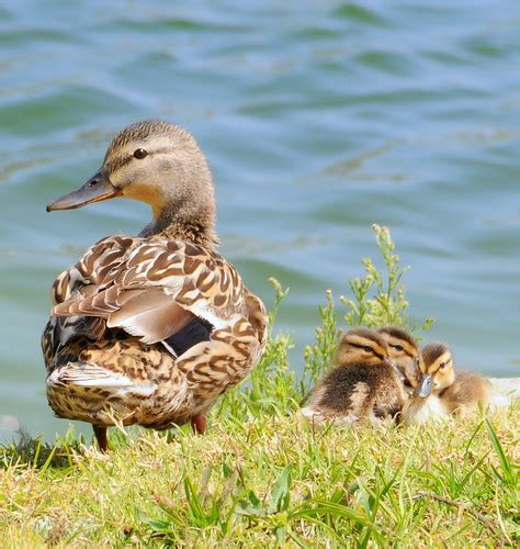 Ducks Mallard Ducks 45surf Heros Odyssey Mythology Photography