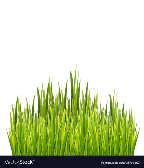 Fresh Green Grass Border Isolated On White Vector Image