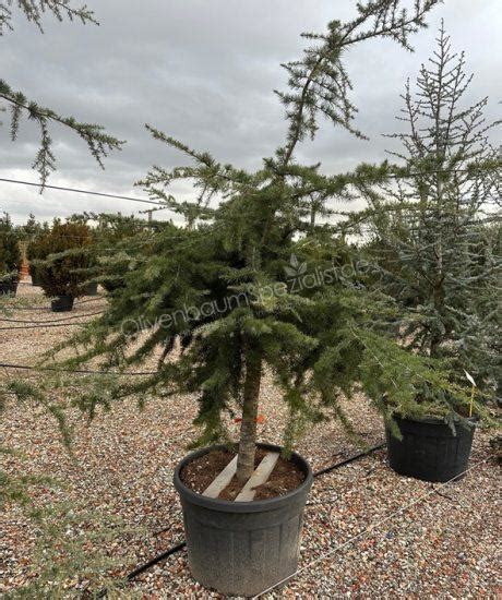 Cedrus Atlantica Glauca Pendula Kurzstamm Stammumfang 20 25cm