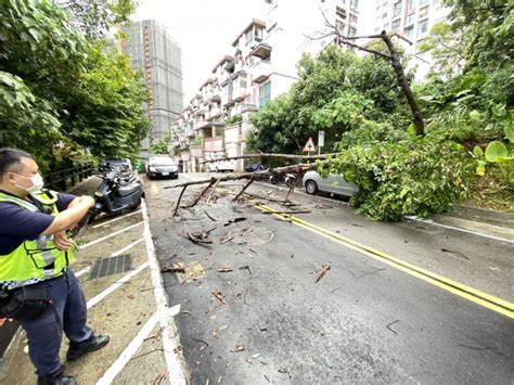 快訊／軒嵐諾強風帶豪雨！淡水路樹突然倒塌 下秒「重砸轎車」橫躺路上 Yahoo奇摩汽車機車