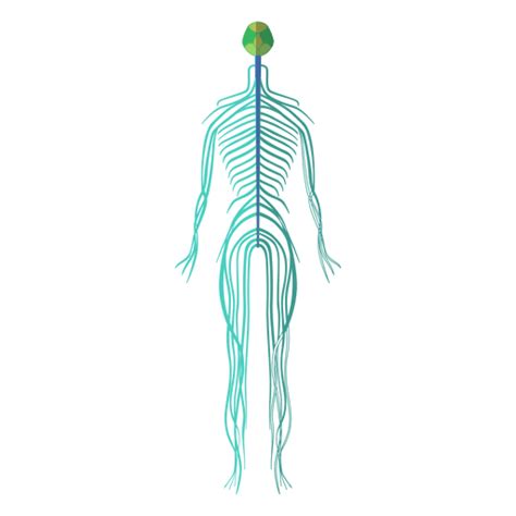 Nervous System Brain Nerves Human Body Png And Svg Design For T Shirts