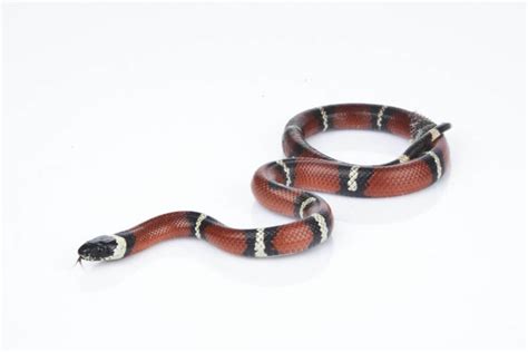 The 5 Best Small Pet Snakes For Beginners Keeping Exotic Pets