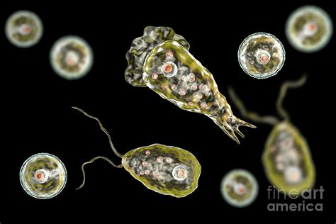 Naegleria Brain Eating Amoeba Forms Photograph By Kateryna Konscience Photo Library Pixels