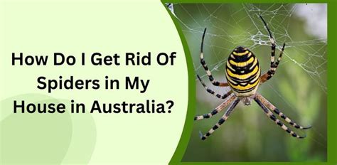 How Do I Get Rid Of Spiders In My House In Australia Quick Pest