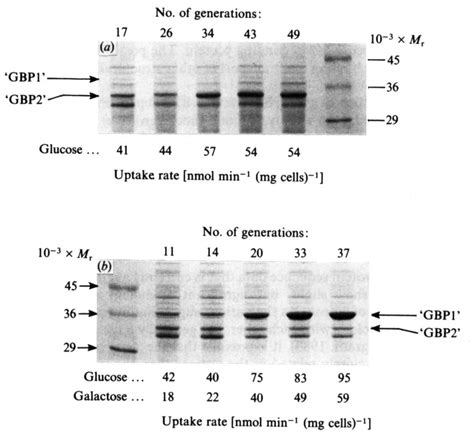 Hyperproduction Of Putative Sugar Binding Proteins During Prolonged