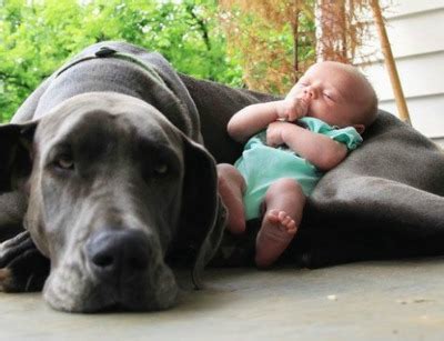 Fotos Provam Que A Amizade Entre Cachorros E Crian As Puro Amor