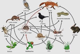 NIVEL DE ORGANIZACION ECOLOGICO INTRODUCCIÓN