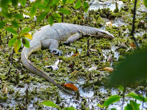 Sungei Buloh Wetland Reserve Map Singapore - Entrance Fee & Hours