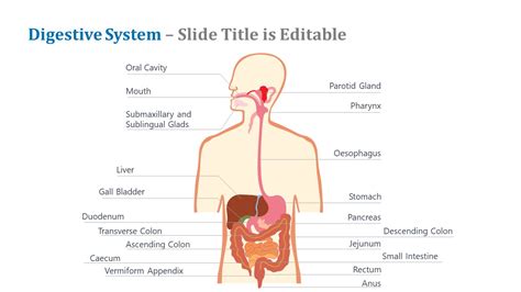 Digestive System Powerpoint Template Slidemodel