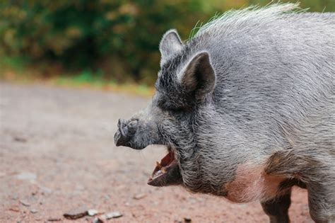 Premium Photo | Beautiful pig. gray pig with a wet nose. the animal ...