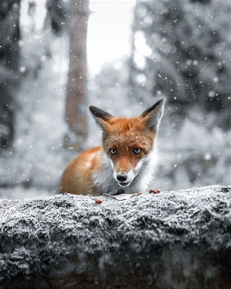 Magical Photos Of Finnish Forest Animals by Joachim Munter - KALTBLUT ...