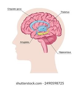 Illustration Human Brain Photos And Images Pictures Shutterstock