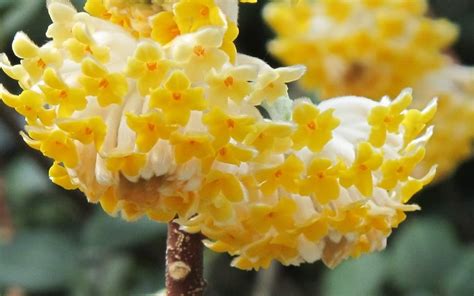 Edgeworthia chrysantha - Paperbush - 1 Gallon - Shrub - Edgeworthia ...