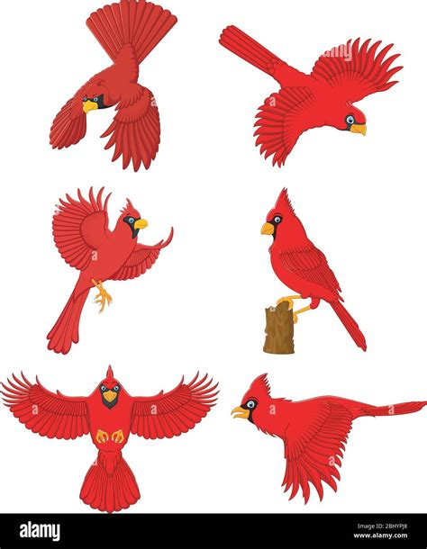 Cardinal Cartoon Imágenes Vectoriales De Stock Alamy