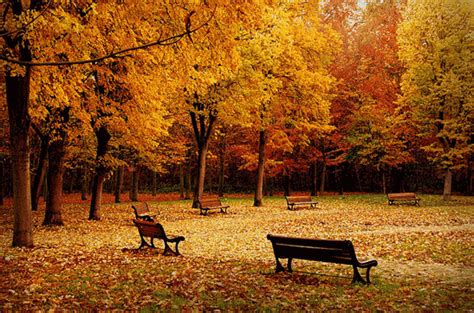 Autumn Scenery Wow GIFs MP4 Videos GIFPoster