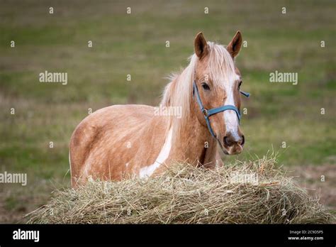 Pferd Mit Langer M Hne Fotos Und Bildmaterial In Hoher Aufl Sung Alamy