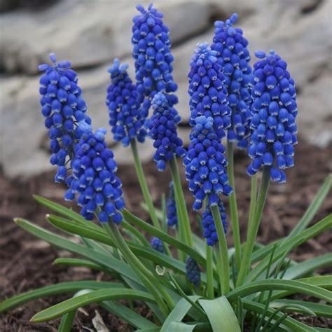 Muscari Bulbs - Armeniacum